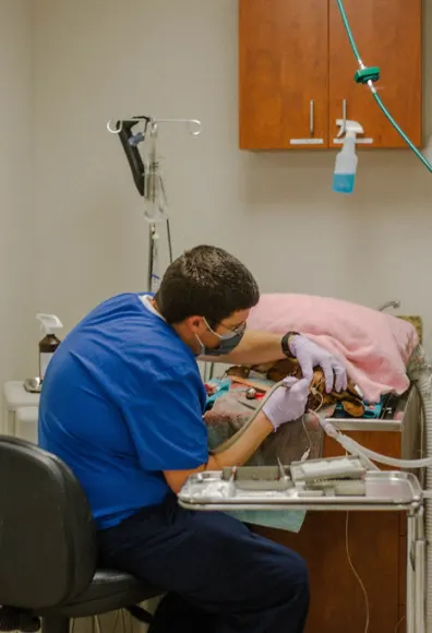 Veterinary staff performing dental procedure.